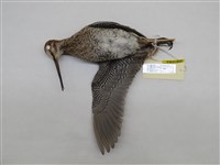 藏品(針尾鷸)的圖片